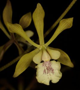 Encyclia belizensis