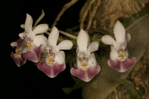  Phalaenopsis parishii