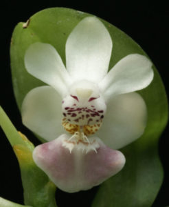  Phalaenopsis parishii