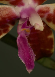  Phalaenopsis bastianii