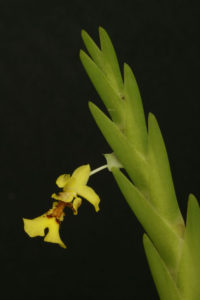  Lockhartia oerstedii