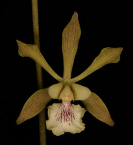 Encyclia belizensis