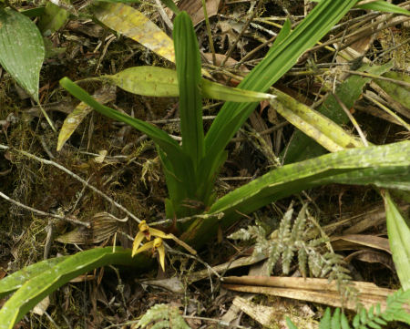 Nitidobulbon nasutum Gary Yong Gee