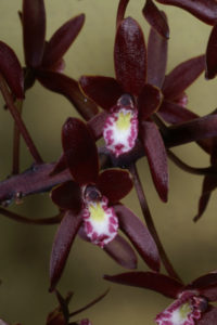 Cymbidium canaliculatum f. sparkesii