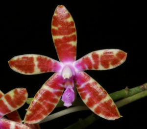 Phalaenopsis bastianii