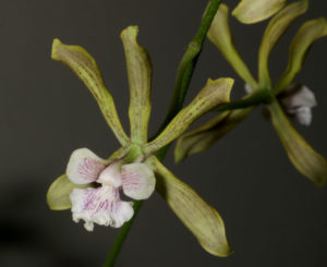 Encyclia belizensis