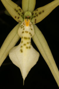 Brassia brachiata