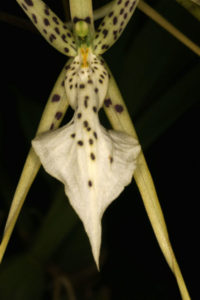 Brassia brachiata