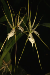 Brassia brachiata