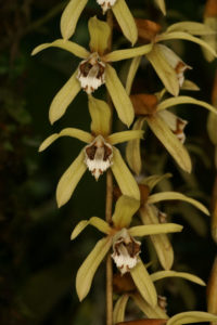 Coelogyne pulverula