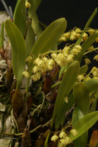 Australorchis monophylla