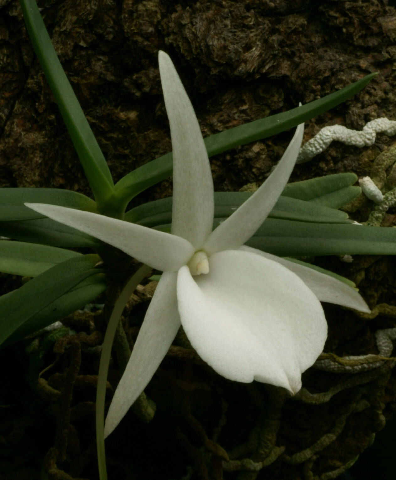 Photo of Angraecum rutenbergianum